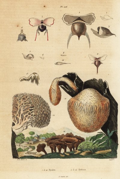 Caracoles marinos, Diacavolinia limbata y Diacria trispinosa 1-10, y hongos Hydnum, seta de erizo, Hydnum repandum 14, hongo coral, Hericium coralloides 12, etc de Unbekannt