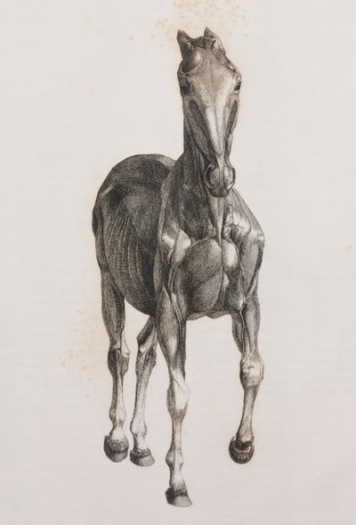 Segunda capa disecada de un caballo, vista frontal de Unbekannt