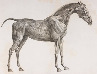 Segunda capa disecada de un caballo, vista lateral de Unbekannt