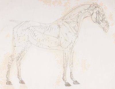 Segunda capa disecada de un caballo, vista lateral de Unbekannt