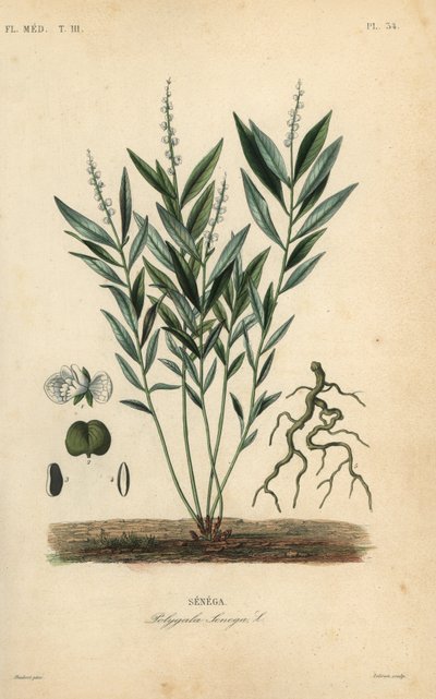 Raíz de serpiente de Seneca o raíz de serpiente de cascabel, Polygala senega, Senega de Unbekannt