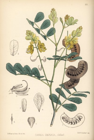 Senna senegalesa, senna italiana o senna de Port Royal, Senna italica (Cassia obovata). Litografía coloreada a mano por Hanhart a partir de una ilustración botánica de David Blair de Robert Bentley and Henry Trimen
