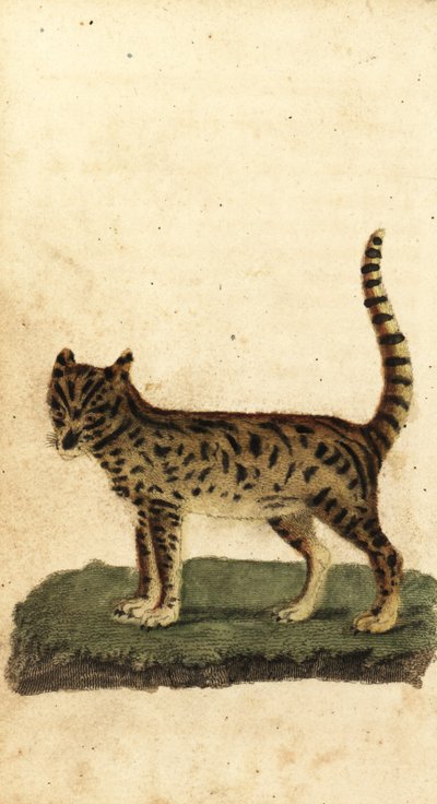 Serval, Leptailurus serval.,1800 (grabado) de Unbekannter Künstler
