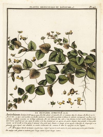 Sharpleaf cancerwort, Kickxia elatine. de Unbekannter Künstler