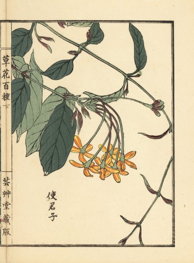Shikunshi, madreselva china o enredadera de Rangún, Combretum indicum (xilografía coloreada a mano de Kono Bairei de Kusa Bana Hyakushu (Cien variedades de flores), Tokio: Yamada de Unbekannter Künstler