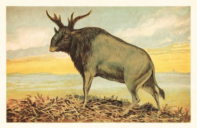 La bestia de Shiva, Sivatherium giganteum.1908 (litografía) de Unbekannter Künstler