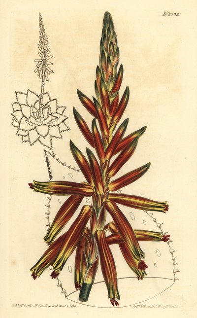 Aloe de hojas cortas, Aloe brevifolia var de Unbekannt