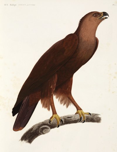 Shrill Eagle, Egipto de Unbekannter Künstler