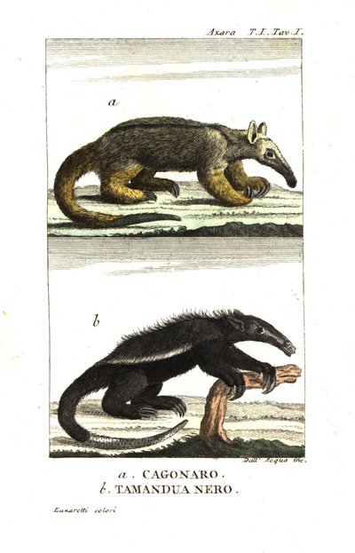 Oso hormiguero sedoso u oso hormiguero pigmeo (Fourmilier) (Azara