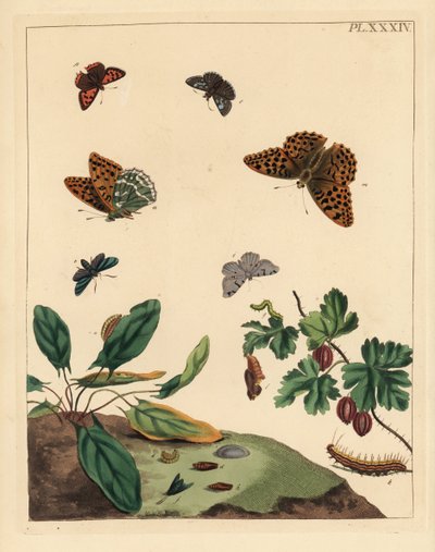 Argynnis paphia, Adscita statices, Halia vauaria, Lycaena phlaeas, Erynnis tages y Ribes grossularia. Litografía coloreada a mano de Unbekannter Künstler