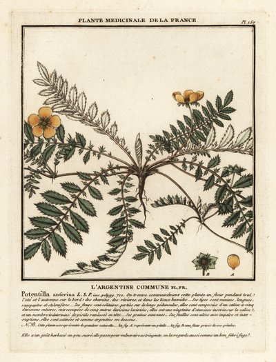 Plata, Potentilla anserina. de Unbekannter Künstler