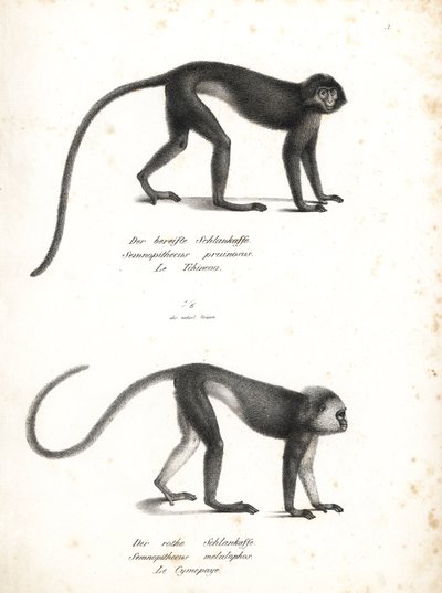 Lutung plateado, Trachypithecus cristatus (Semnopithecus pruinosus) y surili de Sumatra, Presbytis melalophos (Semnopithecus melalophos) en peligro de extinción. Litografía de Karl Joseph Brodtmann de la Historia natural ilustrada de los animales de Heinri de Unbekannter Künstler