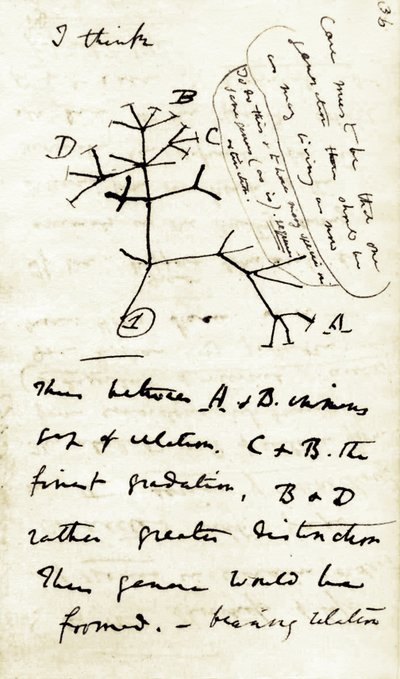 Boceto de Charles Darwin (1809-1882) de su primer cuaderno "Transmutación de las especies": se trata de su primer diagrama referido a su teoría de la Evolución. 1837 de Unbekannter Künstler