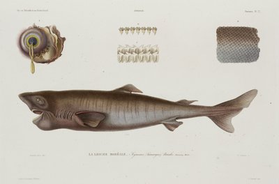 Tiburón dormilón, Islandia, principios del siglo XIX de Unbekannter Künstler