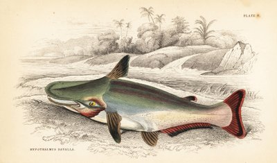 Ageneiosus inermis (Dawalla de los Arawaaks, Hypothalmus davalla). Grabado en acero coloreado a mano por W.H. Lizars a partir de una ilustración de James Stewart de Fishes of Guiana de Robert Schomburg, parte de la Naturalist