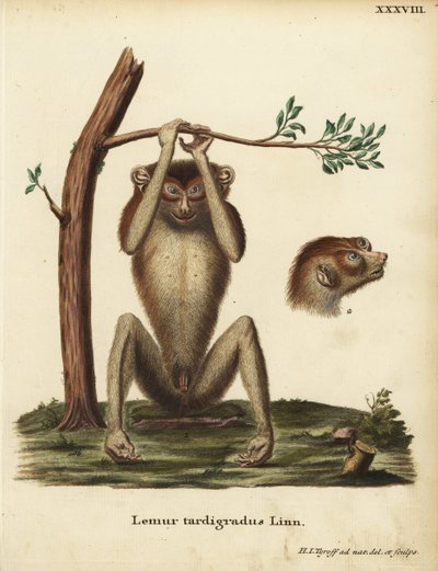 Lémur de paso lento o loris esbelto rojo, Loris tardigradus. En peligro de extinción. Lemur tardigradus Linn. Plancha de cobre coloreada a mano dibujada y grabada según el natural por Hermann Jakob Tyroff de la obra de Johann Christian Daniel Schreber Anim de Unbekannter Künstler