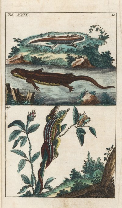 Tritón liso o común y lagarto de arena - Agua fuerte de Gottlieb Tobias Wilhelm (1758-1811), de Encyclopedie of Natural History: Anfibios de Unbekannter Künstler