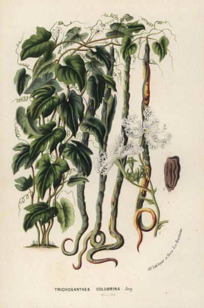 Calabaza serpiente, Trichosanthes cucumerina (Pepino serpiente o hairblossom, Trichosanthes colubrina). Litografía coloreada a mano de la obra de Louis van Houtte y Charles Lemaire Flores de los jardines e invernaderos de Europa, Flore des Serres et des Ja de Unbekannter Künstler