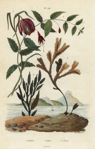Fritilaria meleagris 1, fucsia colibrí, Fuchsia magellanica 2, alga dentada, Fucus serratus 3 y Fucus siliqueux 4. Fritilaria, Fucsia, Fucus de Unbekannt