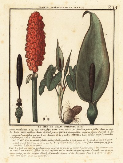 Cabeza de serpiente, Arum maculatum. de Unbekannter Künstler