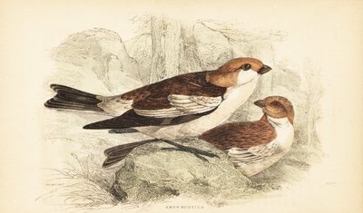 Escribano de las nieves, Plectrophenax nivalis.1889 (grabado) de Unbekannter Künstler