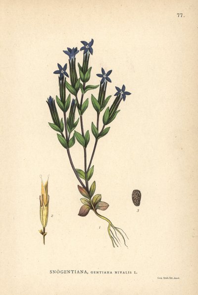 Genciana de las nieves, Gentiana nivalis de Unbekannter Künstler