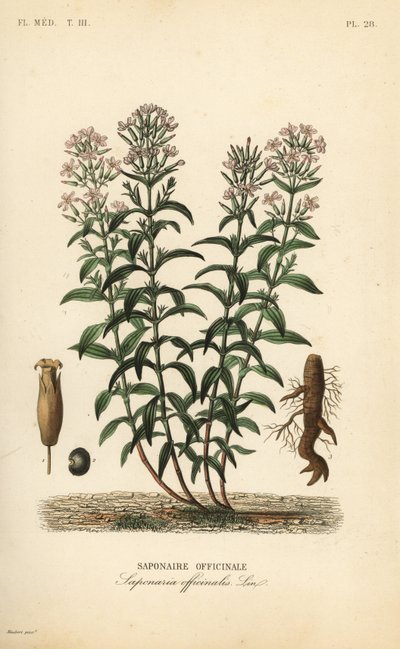 Jabonera, Saponaria officinalis de Unbekannt