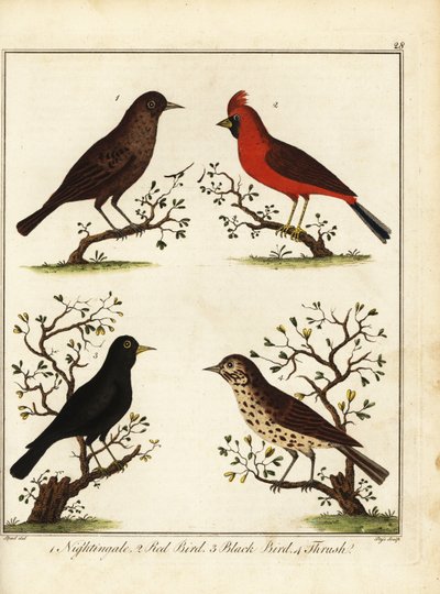 Pájaros cantores: ruiseñor, pájaro rojo, pájaro negro y tordo. 1792 (grabado) de Unbekannter Künstler
