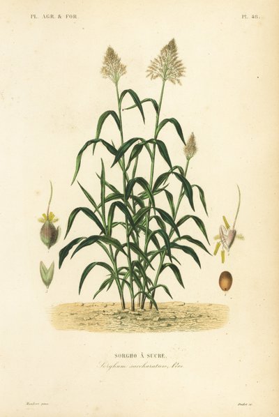 Sorgo, mijo grande, durra, jowari o milo, Sorghum bicolor, Sorghum saccharatum de Unbekannt
