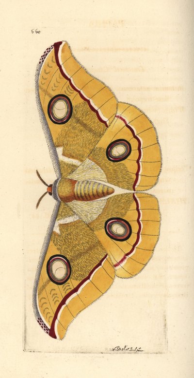 Pequeño tussore del sur de la India, Antheraea paphia (Phalaena paphia). Ilustración dibujada y grabada por Richard Polydore Nodder. Grabado en cobre coloreado a mano de George Shaw y Frederick Nodder, The Naturalist