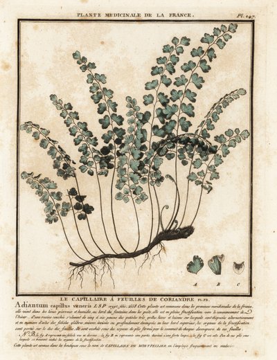 Helecho de culantrillo del sur, Adiantum hair-venus. de Unbekannter Künstler