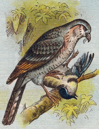 Gorrión. Grabado en "Alphabet de ma petite fille". Bernardin-Bechet y Fils, libreros-editores, París, alrededor de 1895. Álbum irrompible sobre lienzo. Biblioteca de Bebés. 12 páginas. Álbum que contiene un método de lectura y un abecedario ilustrado. Dim: de Unbekannt