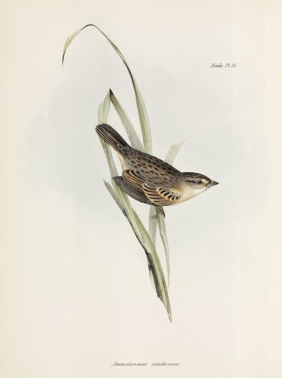 Gorrión o pinzón, c 1832-1836 de Unbekannter Künstler