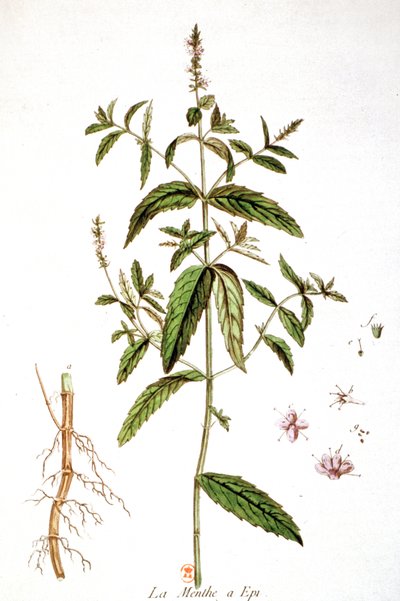 Menta verde de Unbekannter Künstler