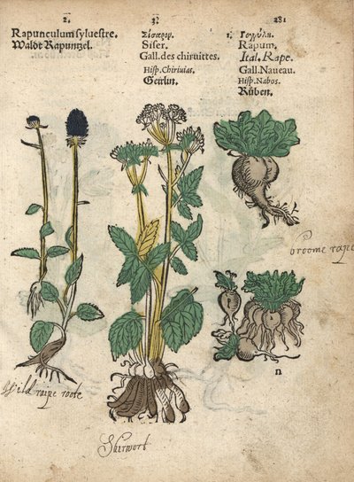 Rampa de espiga, Phyteuma spicatum, skirret, Sium sisarum, y nabo, Brassica rapa. Grabado en madera coloreado a mano de una ilustración botánica del Krauterbuch, o Herbal, de Adam Lonicer, Fráncfort. de Unbekannter Künstler