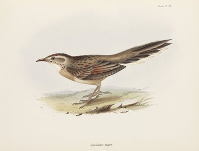 Cola de caballo, América del Sur, c 1832-1836 de Unbekannter Künstler