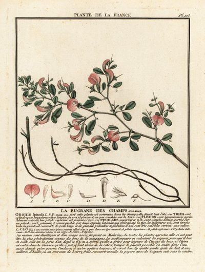 La bugrane des champs, Ononis spinosa. de Unbekannter Künstler