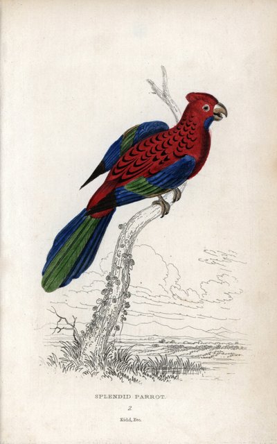 Loro espléndido (Psittacus gloriosus). Platycerus elegans. Litografía de Joseph Kidd, basada en un dibujo de John Audubon, en Miscellany of Natural History: Loros, Sir Thomas DiK Lauder y el capitán Thomas Brown, publicada en Edimburgo, Escocia, en 1833. de Unbekannter Künstler