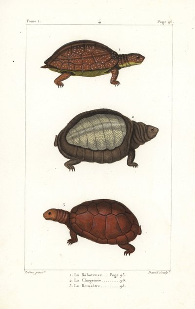 Tortuga de patas moteadas, Rhinoclemmys punctularia 1, tortuga india de caparazón blando, Lyssemys punctata 2, y tortuga norteafricana de casco, Pelomedusa subrufa olivacea. Grabado en cobre coloreado a mano por David a partir de una ilustración de Jean-Ga de Unbekannter Künstler