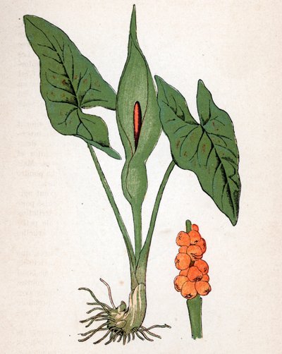 Goleta manchada (Arum maculatum o Chandelle, Veal