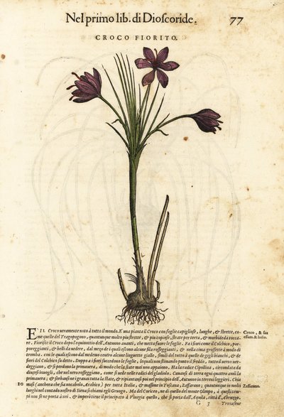 Azafrán de primavera, Crocus vernus (Azafrán en flor). Grabado en madera coloreado a mano por Wolfgang Meyerpick a partir de una ilustración de Giorgio Liberale de Discorsi di P.A. Matthioli ne i sei libri della Materia Medicinale di Pedacio Dioscorid de P de Unbekannter Künstler