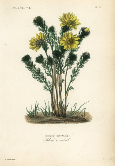 Adonis de primavera o eléboro falso, Adonis vernalis, Adonide printanière de Unbekannt