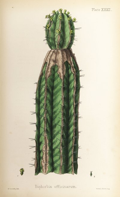 Tártago, Euphorbia officinarum. Litografía coloreada a mano por Henry Sowerby de la Flora Homeopathica de Edward Hamilton, Bailliere, Londres. de Unbekannter Künstler