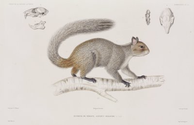 Ardilla de Unbekannt