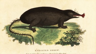 Topo de nariz estrellada, Condylura cristata.,1800 (grabado) de Unbekannter Künstler