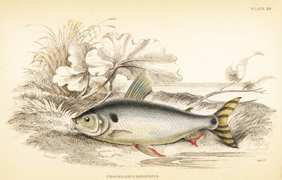 Steindachnerina binotata (Carpa salmón de dos marcas, Prochilodus binotatus). Grabado en acero coloreado a mano por W.H. Lizars a partir de una ilustración de James Stewart de Fishes of Guiana de Robert Schomburg, parte de la Naturalist