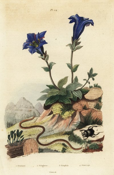 Genciana sin tallo, Gentiana acaulis 1, Clavaria ophioglossoides 2, ciempiés, Geophilus walckenaerii 3 y escarabajo, Geotrupes momus 4 de Unbekannt