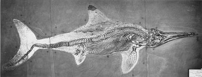 Stenopterygius megacephalus (El Ictiosaurio de Oxford) encontrado cerca de Stuttgart, Alemania, Período Lias Superior de Unbekannt