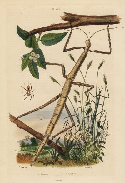 Insectos palo o fásmidos, Carausius morosus y Clonopsis gallica, y araña cangrejo errante, Philodromus aureolus de Unbekannt