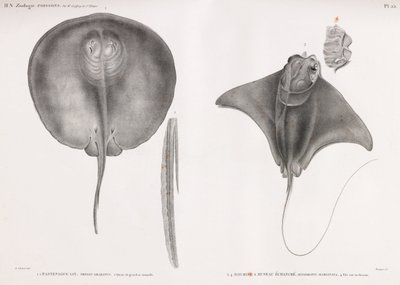 Mantarraya, frente y dorso de Unbekannt